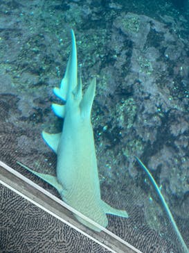 鴨川シーワールドに投稿された画像（2025/5/8）