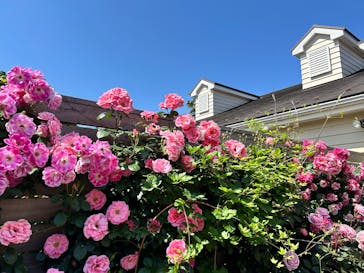 横浜イングリッシュガーデンに投稿された画像（2025/5/8）