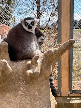 東武動物公園に投稿された画像（2025/5/8）