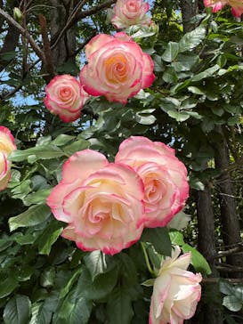 横浜イングリッシュガーデンに投稿された画像（2025/5/8）