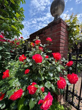 横浜イングリッシュガーデンに投稿された画像（2025/5/8）