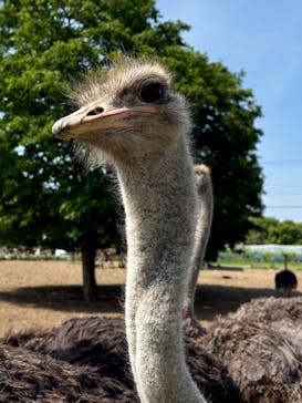 ダチョウ王国石岡ファームに投稿された画像（2025/5/8）