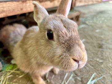 ダチョウ王国石岡ファームに投稿された画像（2025/5/8）