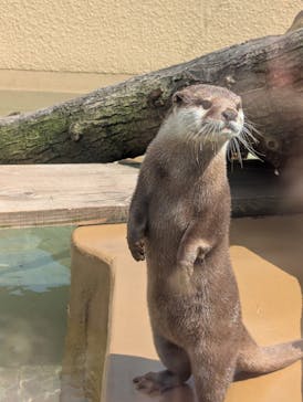 日立市かみね動物園に投稿された画像（2025/5/8）