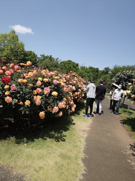 京成バラ園に投稿された画像（2025/5/8）