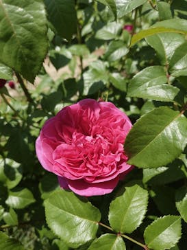 京成バラ園に投稿された画像（2025/5/8）