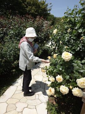 京成バラ園に投稿された画像（2025/5/8）
