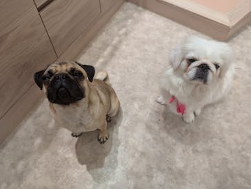 いぬカフェRio 富士見店に投稿された画像（2025/5/8）