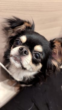 いぬカフェRio 富士見店に投稿された画像（2025/5/8）