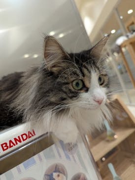 Cat Café MOFF イオンモール浜松志都呂店に投稿された画像（2025/5/8）