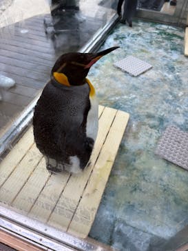 下田海中水族館に投稿された画像（2025/5/8）