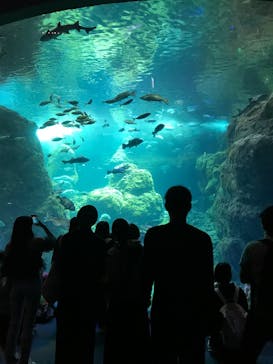 新江ノ島水族館に投稿された画像（2025/5/9）