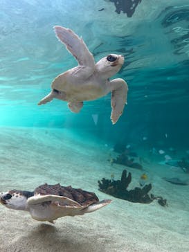 鴨川シーワールドに投稿された画像（2025/5/9）