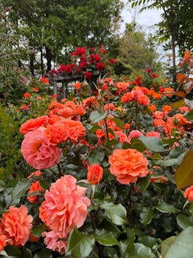 横浜イングリッシュガーデンに投稿された画像（2025/5/9）