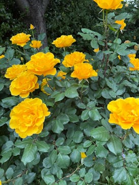 横浜イングリッシュガーデンに投稿された画像（2025/5/9）