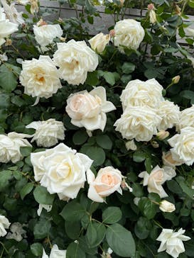 横浜イングリッシュガーデンに投稿された画像（2025/5/9）