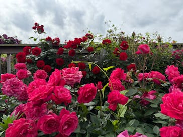 横浜イングリッシュガーデンに投稿された画像（2025/5/9）