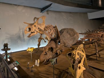 福井県立恐竜博物館に投稿された画像（2025/5/9）