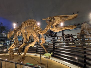 福井県立恐竜博物館に投稿された画像（2025/5/9）