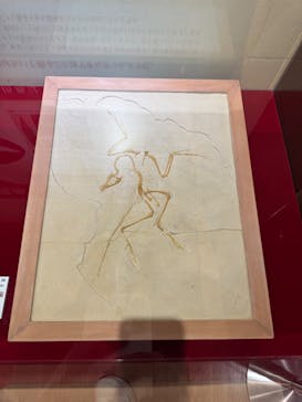 福井県立恐竜博物館に投稿された画像（2025/5/9）