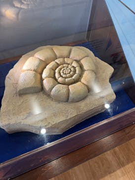 福井県立恐竜博物館に投稿された画像（2025/5/9）