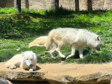 那須どうぶつ王国に投稿された画像（2025/5/9）