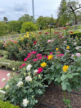 西武園ゆうえんちに投稿された画像（2025/5/9）