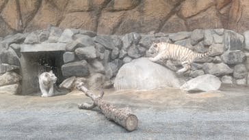 東武動物公園に投稿された画像（2025/5/9）