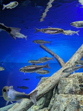 サケのふるさと 千歳水族館に投稿された画像（2025/5/9）