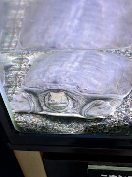 サケのふるさと 千歳水族館に投稿された画像（2025/5/9）