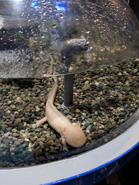 サケのふるさと 千歳水族館に投稿された画像（2025/5/9）