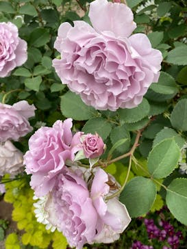 横浜イングリッシュガーデンに投稿された画像（2025/5/9）