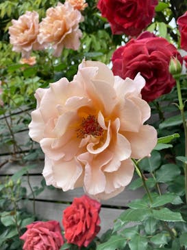 横浜イングリッシュガーデンに投稿された画像（2025/5/9）