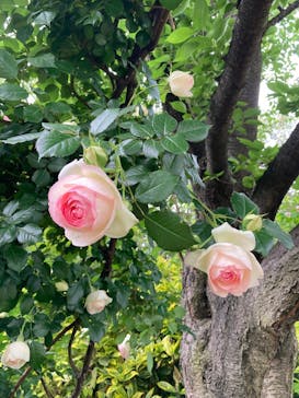 横浜イングリッシュガーデンに投稿された画像（2025/5/9）