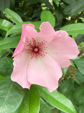 横浜イングリッシュガーデンに投稿された画像（2025/5/9）