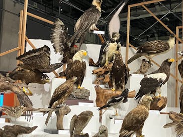 特別展「鳥～ゲノム解析が解き明かす新しい鳥類の系統～」に投稿された画像（2025/5/9）