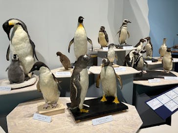 特別展「鳥～ゲノム解析が解き明かす新しい鳥類の系統～」に投稿された画像（2025/5/9）