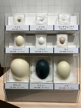 特別展「鳥～ゲノム解析が解き明かす新しい鳥類の系統～」に投稿された画像（2025/5/9）
