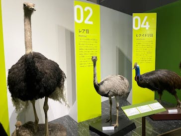 特別展「鳥～ゲノム解析が解き明かす新しい鳥類の系統～」に投稿された画像（2025/5/9）