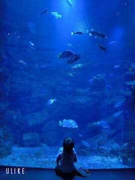 京都鉄道博物館×京都水族館に投稿された画像（2025/5/9）