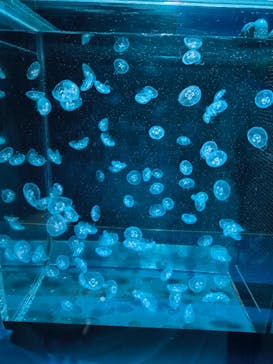 京都鉄道博物館×京都水族館に投稿された画像（2025/5/9）