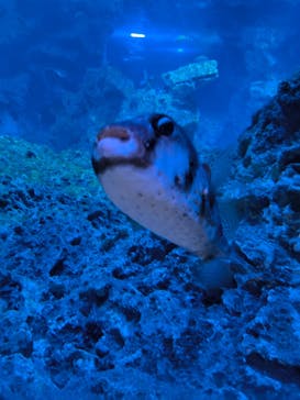 京都鉄道博物館×京都水族館に投稿された画像（2025/5/9）