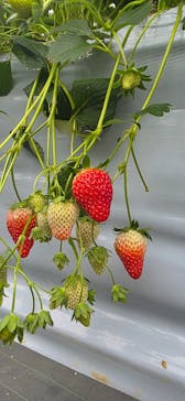いちごの丘に投稿された画像（2025/5/9）