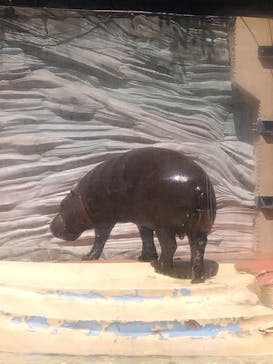 恩賜上野動物園に投稿された画像（2025/5/9）