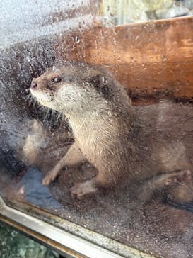 大分マリーンパレス水族館 「うみたまご」に投稿された画像（2025/5/9）