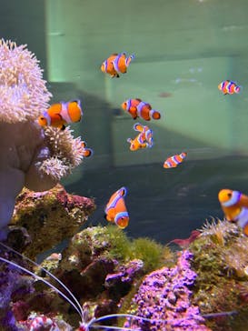 大分マリーンパレス水族館 「うみたまご」に投稿された画像（2025/5/9）