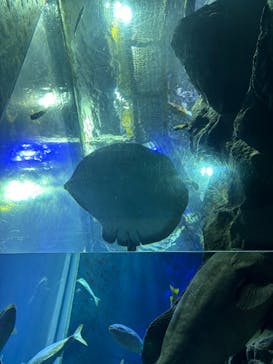 大分マリーンパレス水族館 「うみたまご」に投稿された画像（2025/5/9）