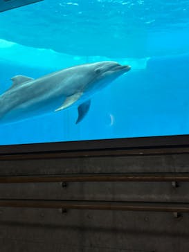 大分マリーンパレス水族館 「うみたまご」に投稿された画像（2025/5/9）
