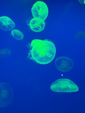 大分マリーンパレス水族館 「うみたまご」に投稿された画像（2025/5/9）