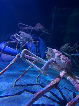 竹島水族館に投稿された画像（2025/5/9）